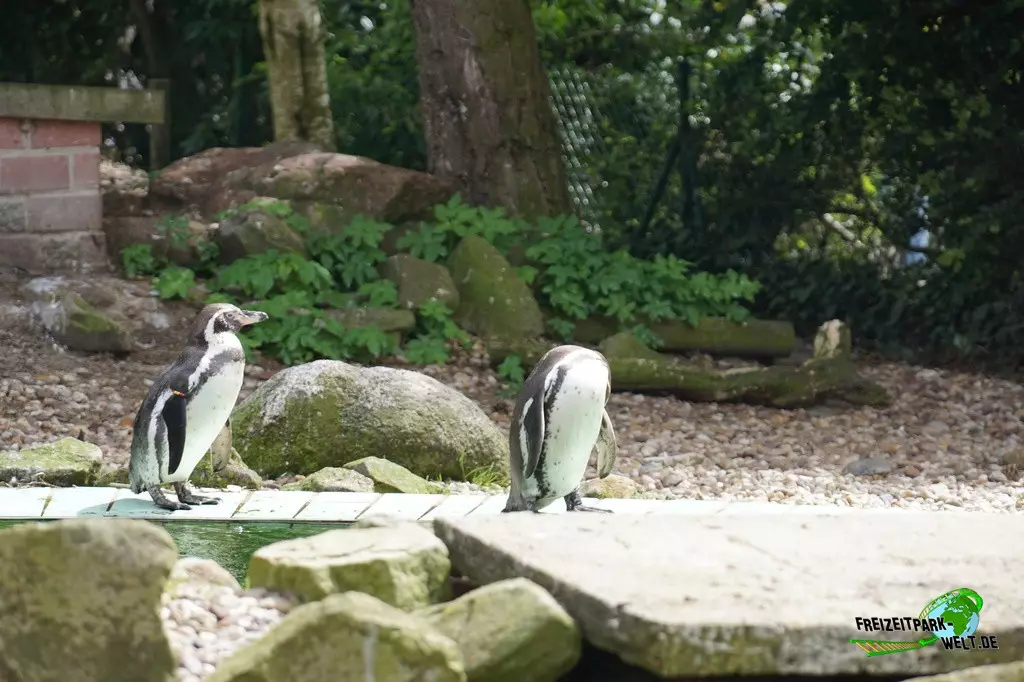 Humboldt-Pinguine im Jaderpark - 2022