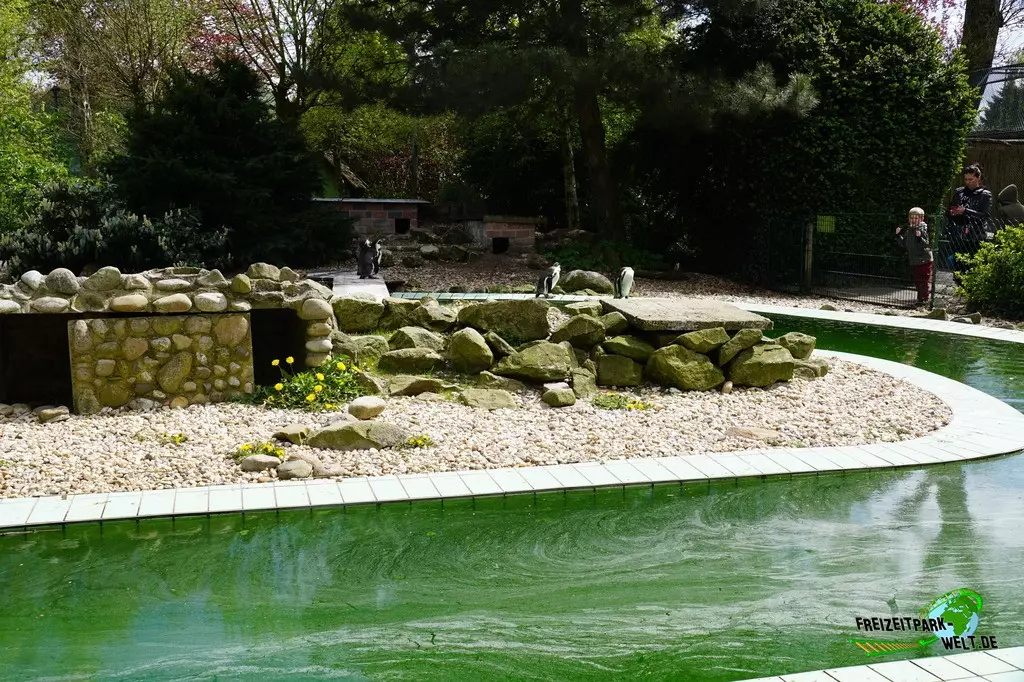 Humboldt-Pinguine im Jaderpark - 2022