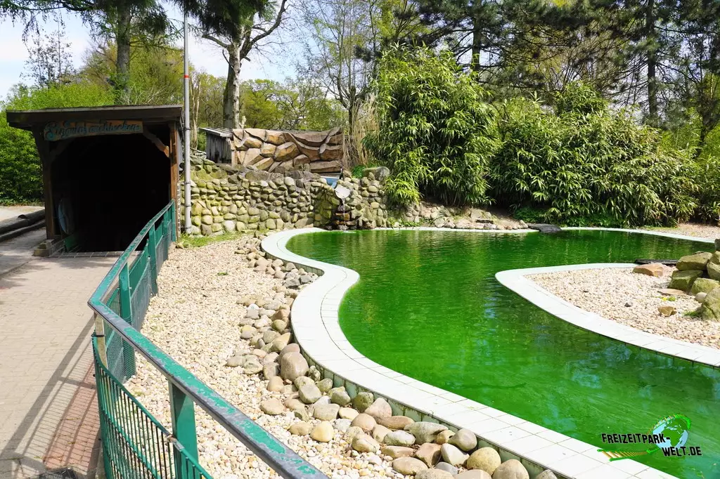 Humboldt-Pinguine im Jaderpark - 2022