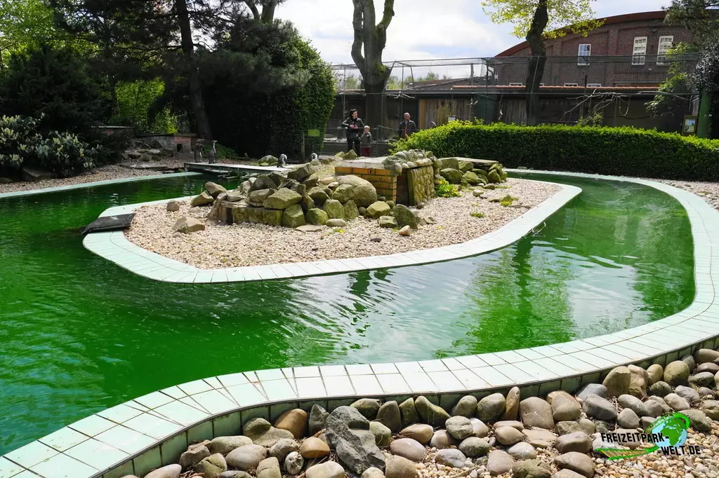 Humboldt-Pinguine im Jaderpark - 2022