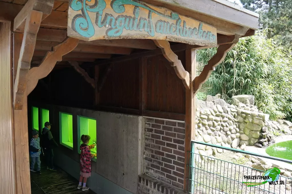 Humboldt-Pinguine im Jaderpark - 2022