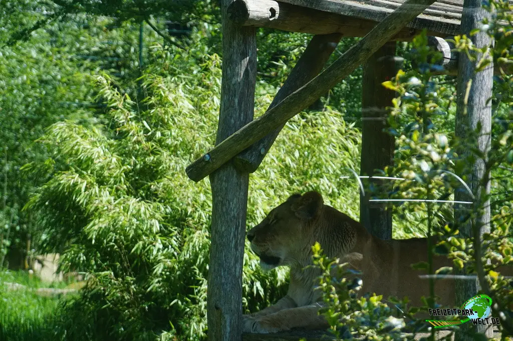 Berberlöwe im Jaderpark - 2024