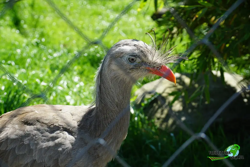 Rotfußseriema im Jaderpark - 2024