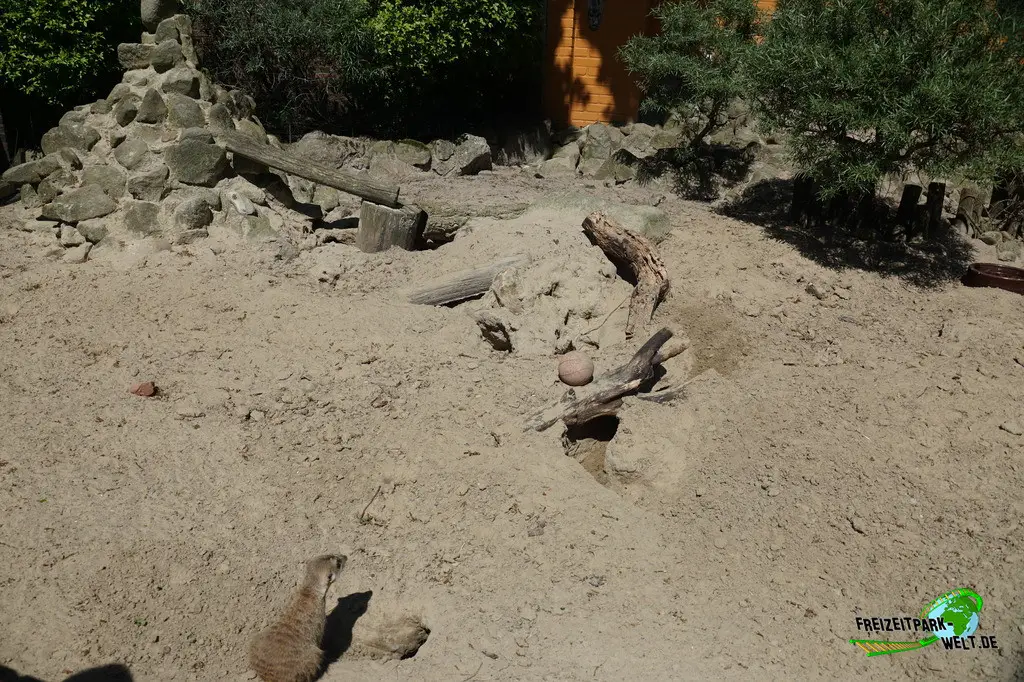 Erdmännchen im Jaderpark - 2024