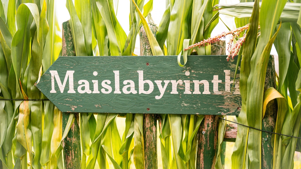Maislabyrinth-01.jpg