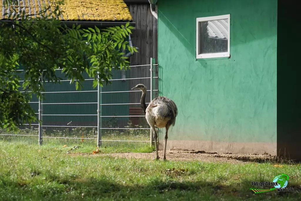 Nandu im Wild- und Freizeitpark Klotten - 2020