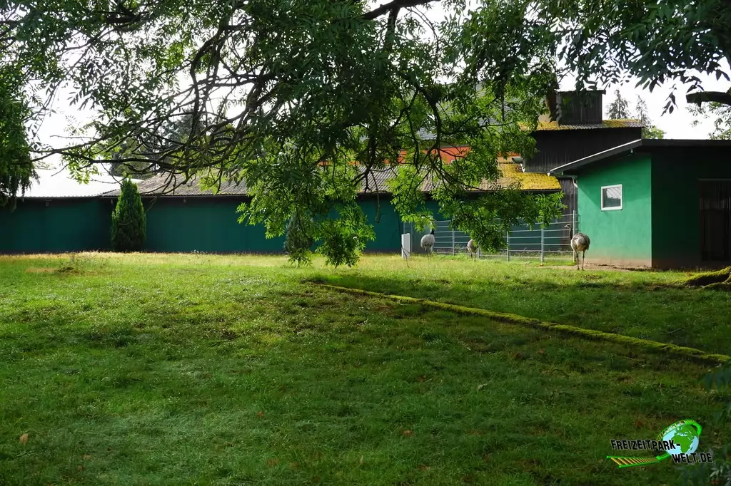 Nandu im Wild- und Freizeitpark Klotten - 2020