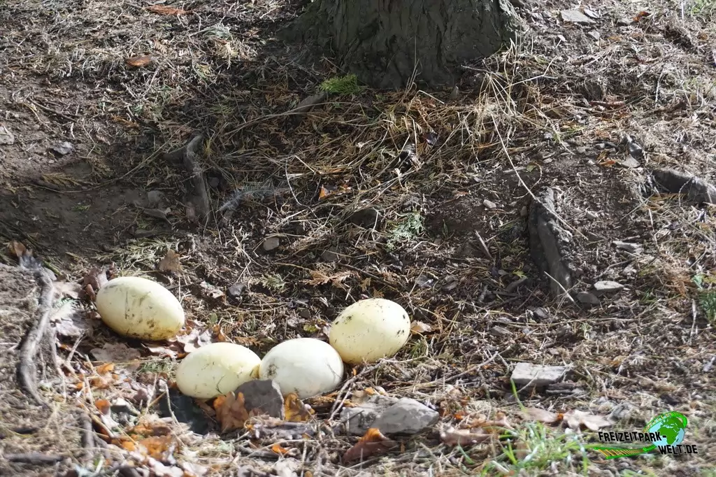 Nandu im Wild- und Freizeitpark Klotten - 2020