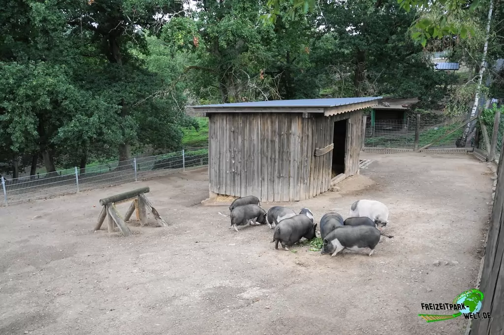 Vietnamesisches Hängebauchschwein im Wild- und Freizeitpark Klotten - 2020