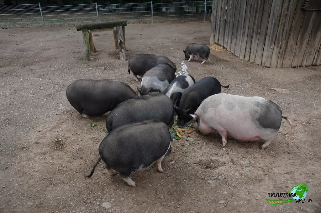 Vietnamesisches Hängebauchschwein im Wild- und Freizeitpark Klotten - 2020