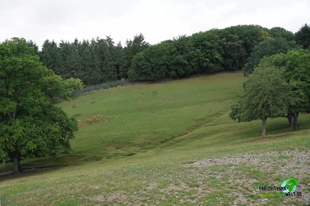 Steinbock im Wild- und Freizeitpark Klotten - 2020