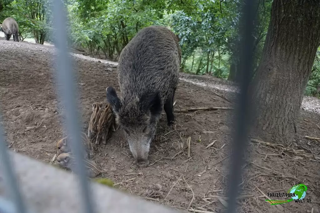 Wildschwein im Wild- und Freizeitpark Klotten - 2020