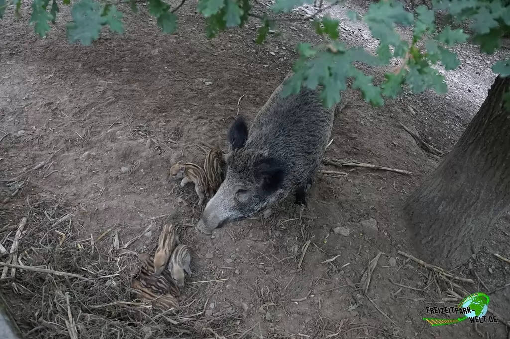 Wildschwein im Wild- und Freizeitpark Klotten - 2020
