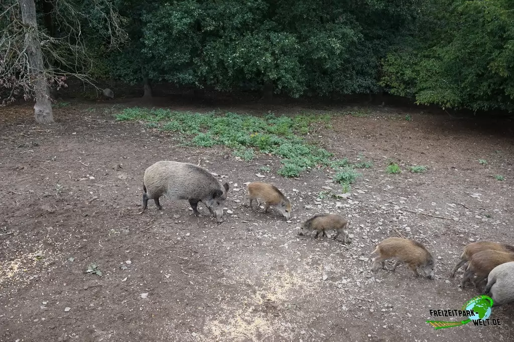 Wildschwein im Wild- und Freizeitpark Klotten - 2020