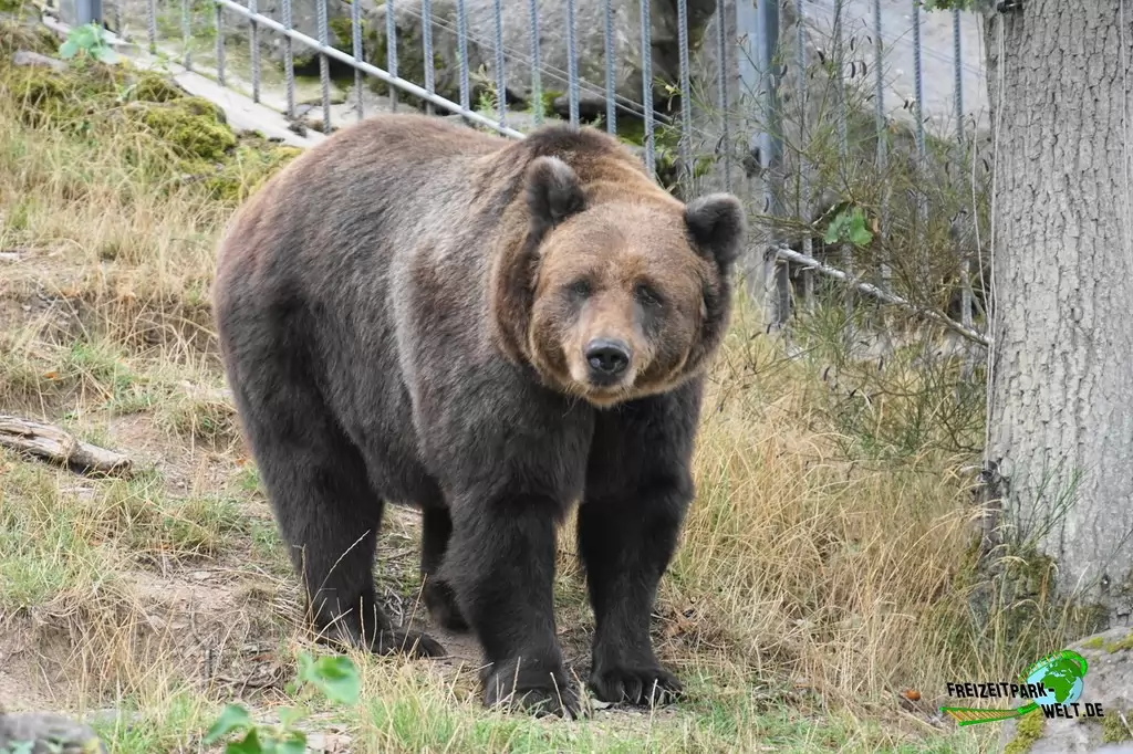 Braunbär im Wild- und Freizeitpark Klotten - 2020