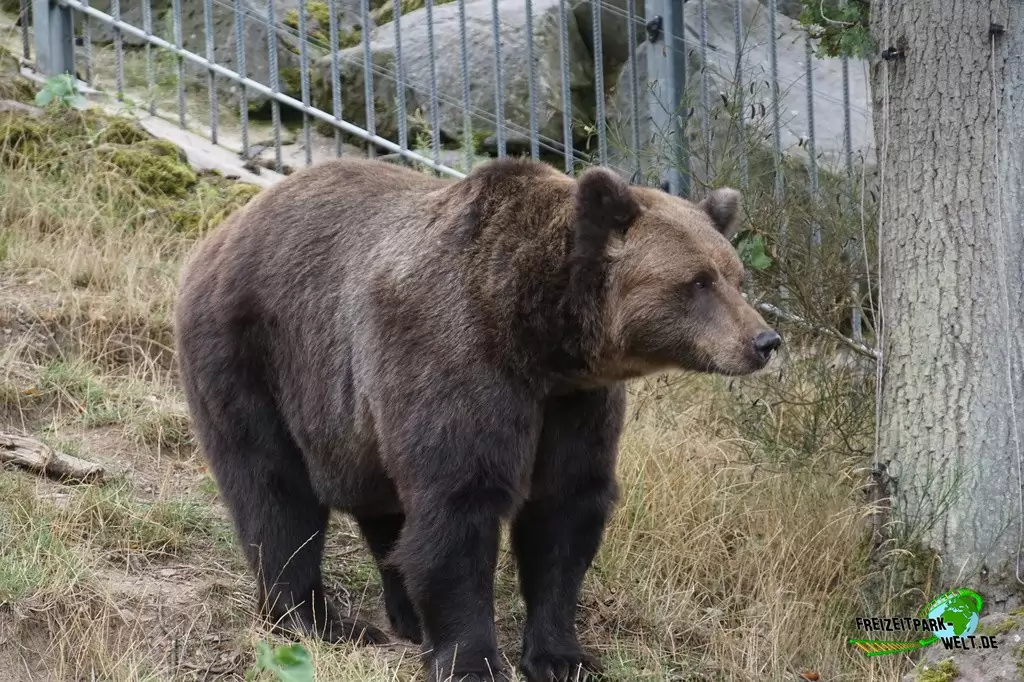 Braunbär im Wild- und Freizeitpark Klotten - 2020