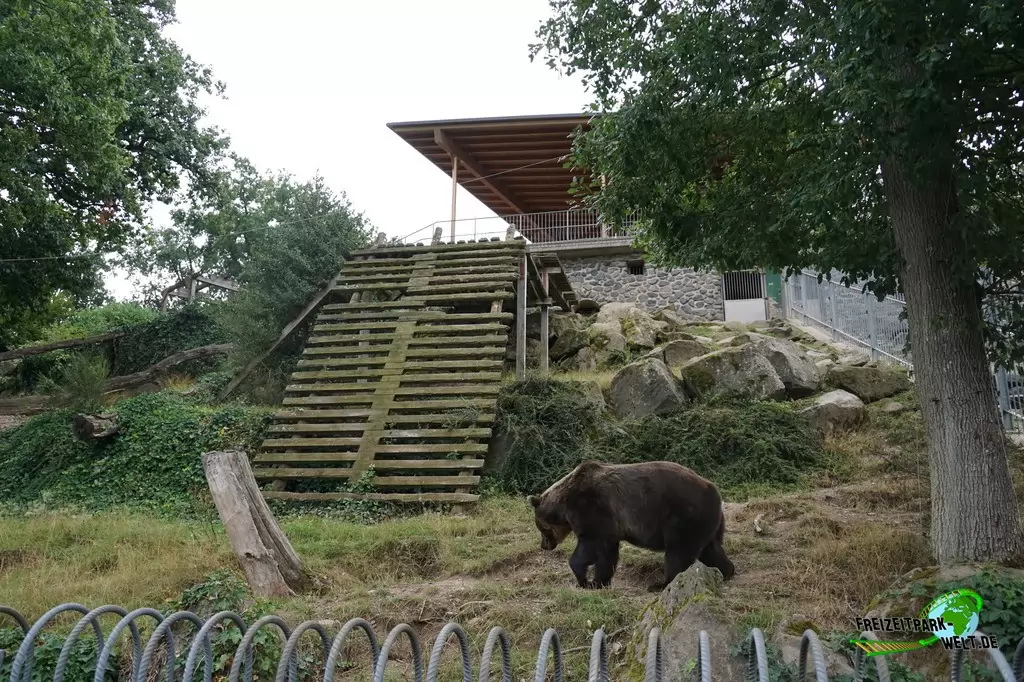 Braunbär im Wild- und Freizeitpark Klotten - 2020