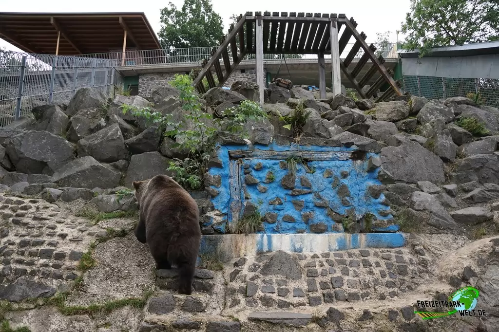 Braunbär im Wild- und Freizeitpark Klotten - 2020
