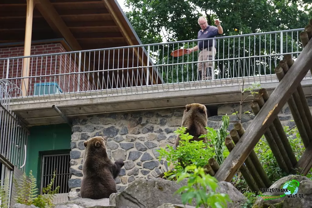 Braunbär im Wild- und Freizeitpark Klotten - 2020