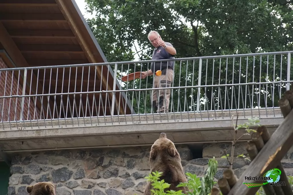 Braunbär im Wild- und Freizeitpark Klotten - 2020