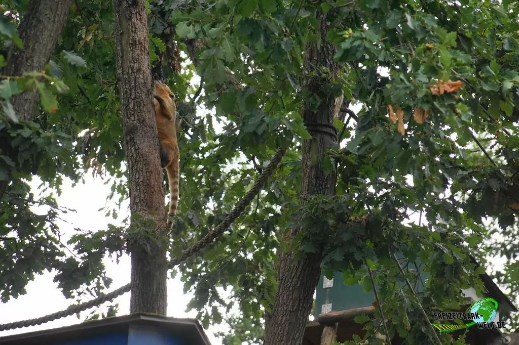 Nasenbär im Wild- und Freizeitpark Klotten - 2020
