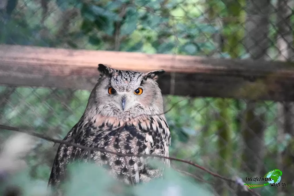 Uhu im Wild- und Freizeitpark Klotten - 2020