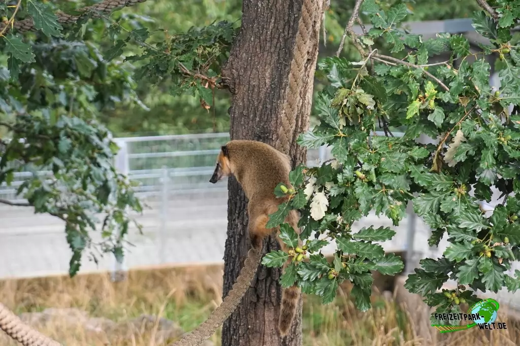 Nasenbär im Wild- und Freizeitpark Klotten - 2020