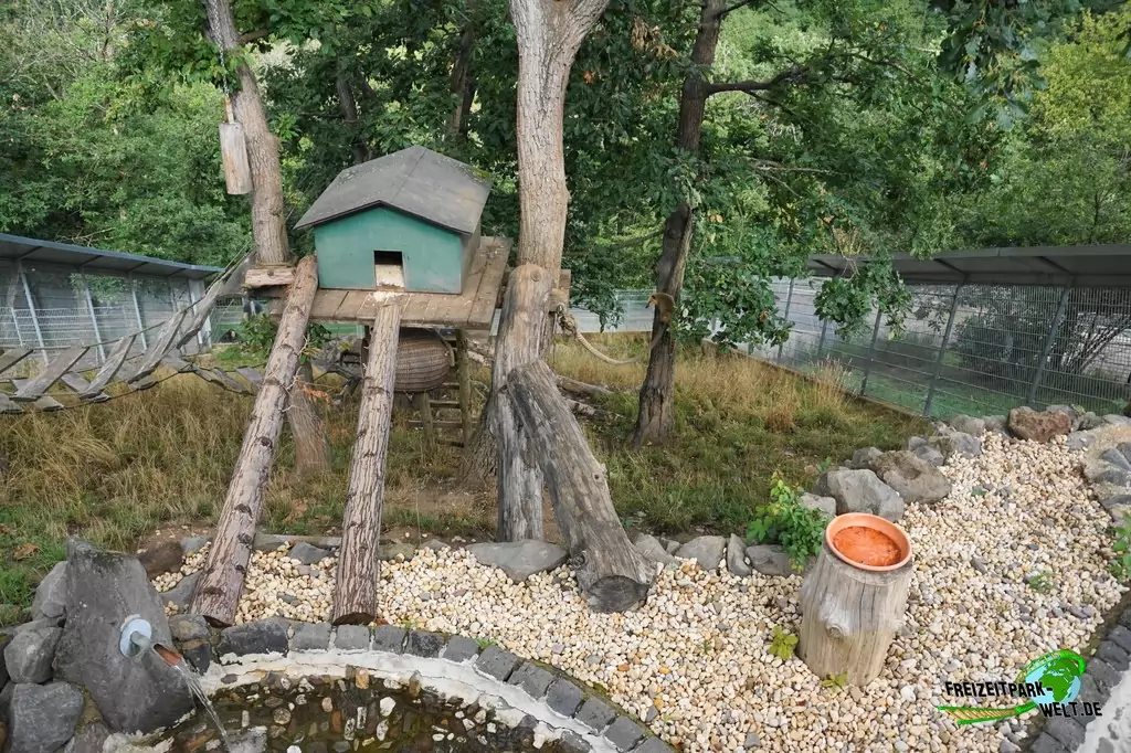 Nasenbär im Wild- und Freizeitpark Klotten - 2020