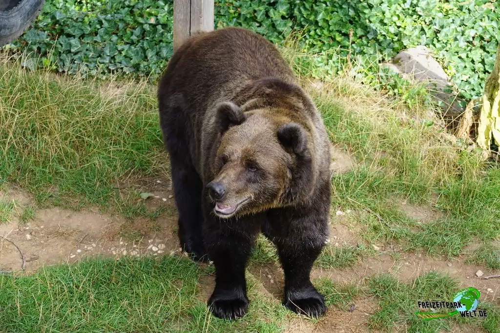 Braunbär im Wild- und Freizeitpark Klotten - 2020