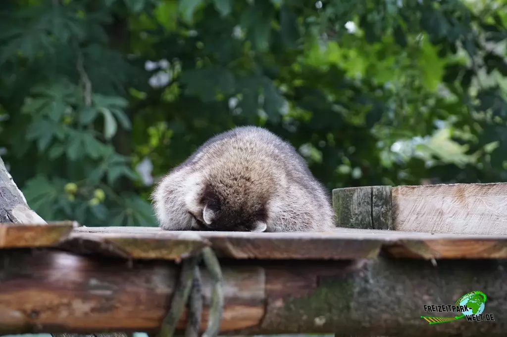 Waschbär im Wild- und Freizeitpark Klotten - 2020