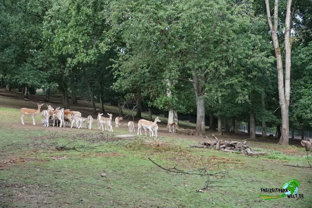 Sikahirsch im Wild- und Freizeitpark Klotten - 2020