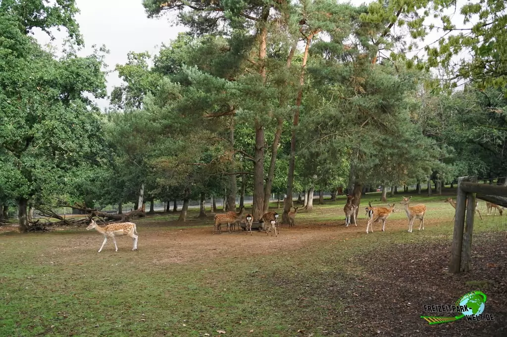 Sikahirsch im Wild- und Freizeitpark Klotten - 2020