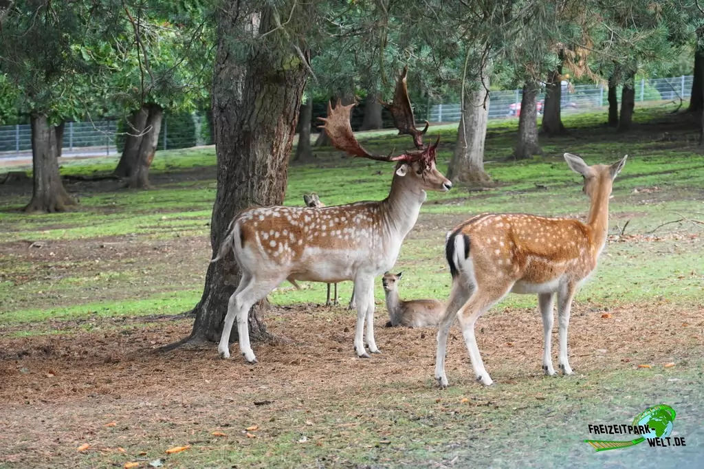 Damhirsch im Wild- und Freizeitpark Klotten - 2020