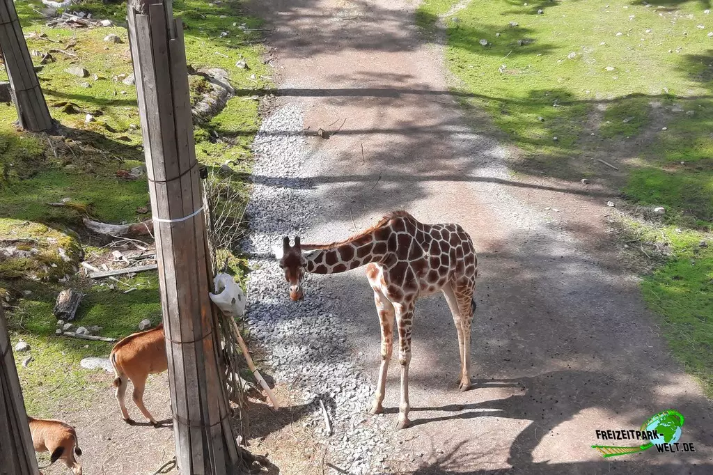 Giraffe in Kolmården - 2022