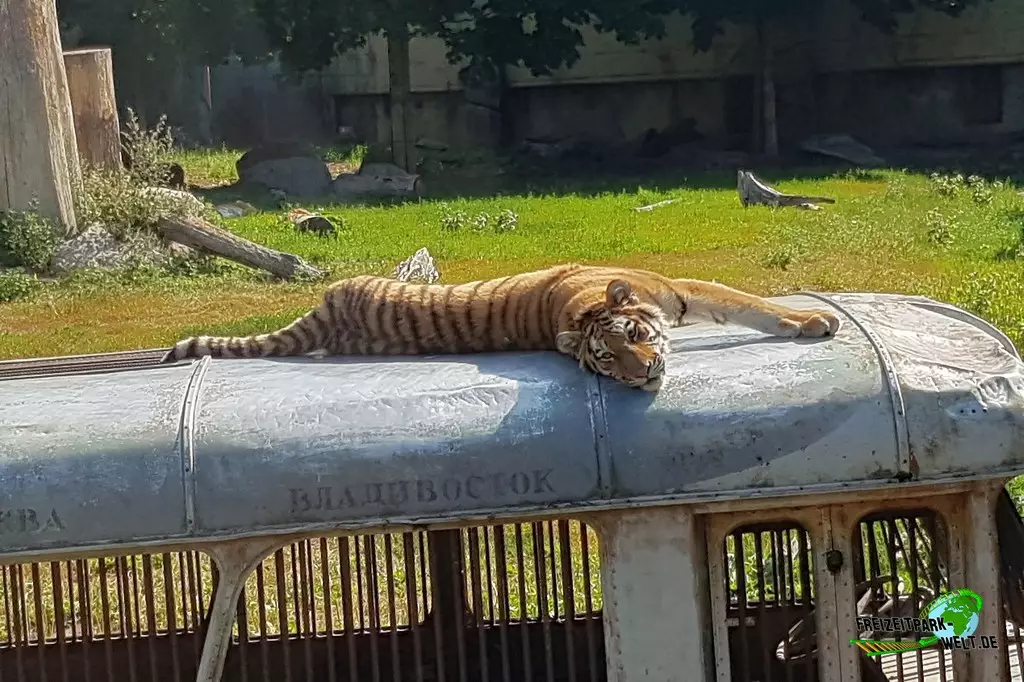 Sibirischer Tiger in Kolmården - 2022