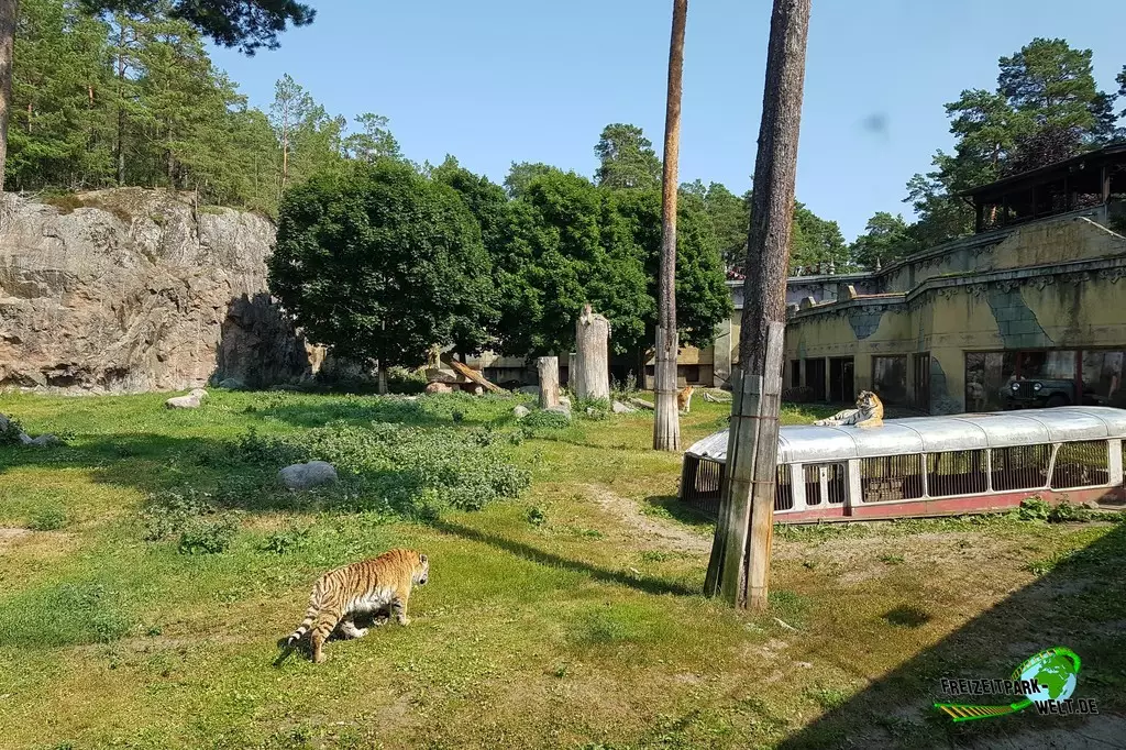 Sibirischer Tiger in Kolmården - 2022