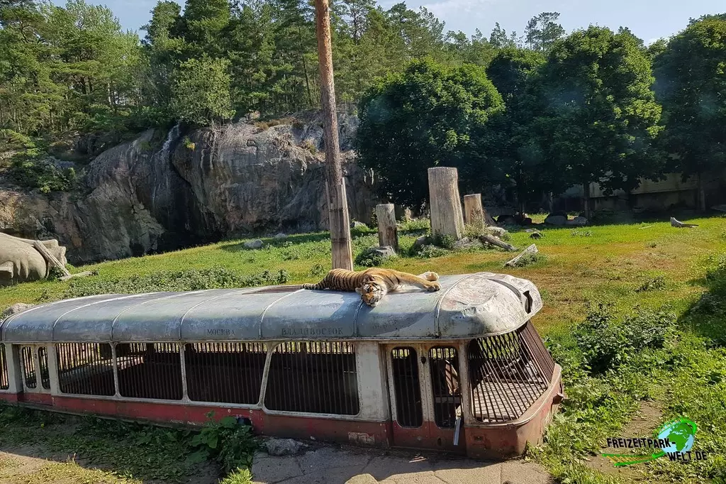 Sibirischer Tiger in Kolmården - 2022