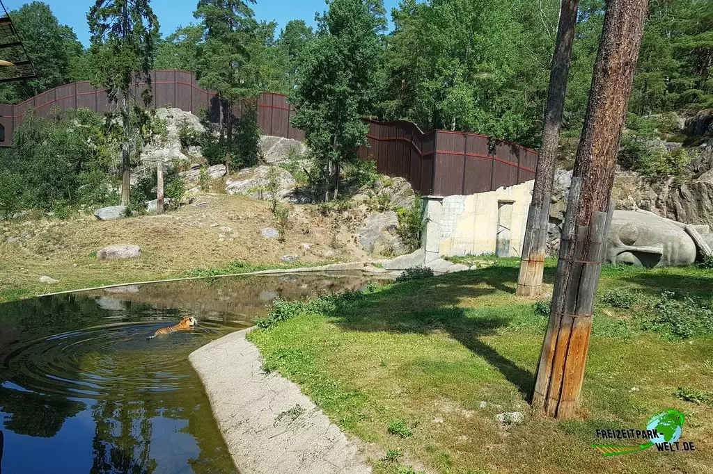 Sibirischer Tiger in Kolmården - 2022