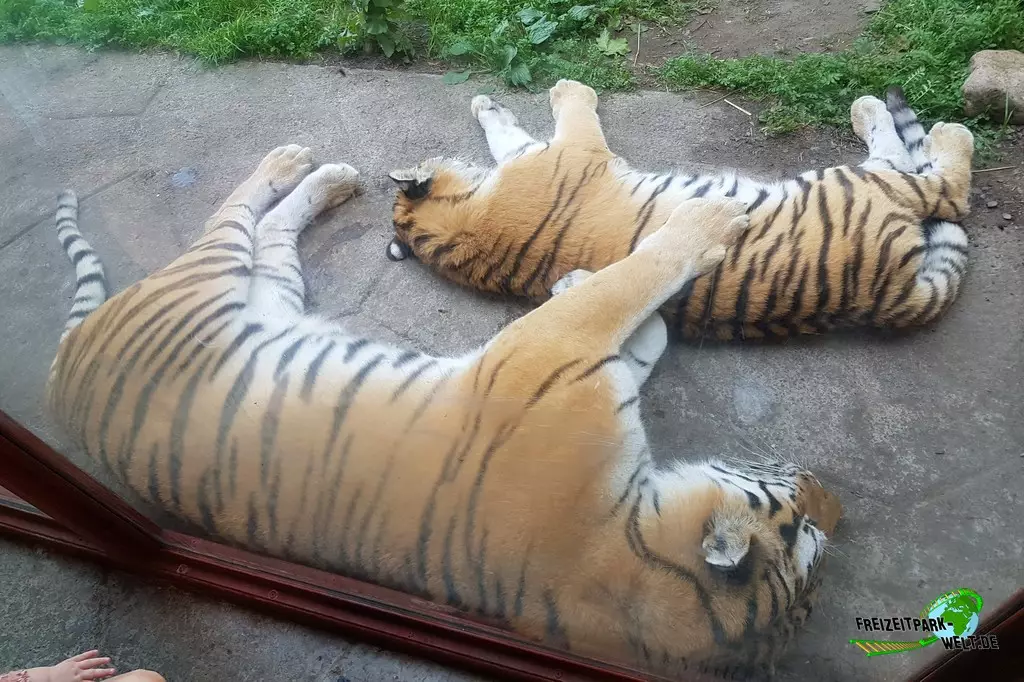 Sibirischer Tiger in Kolmården - 2022