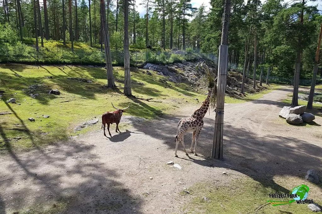 Giraffe in Kolmården - 2022