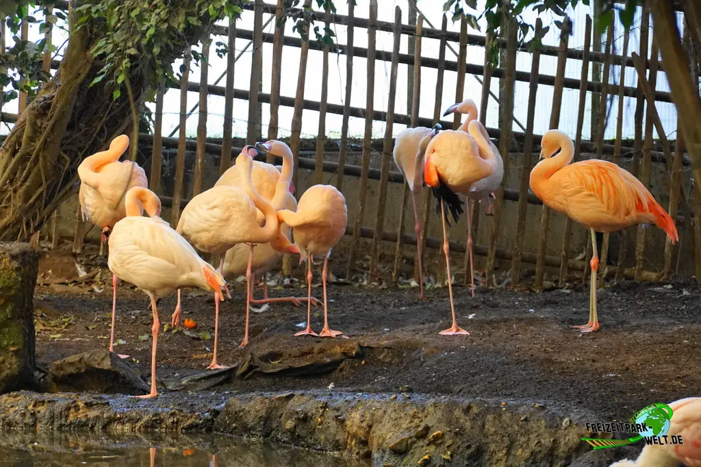 Chile-Flamingo in Mondo Verde - 2024