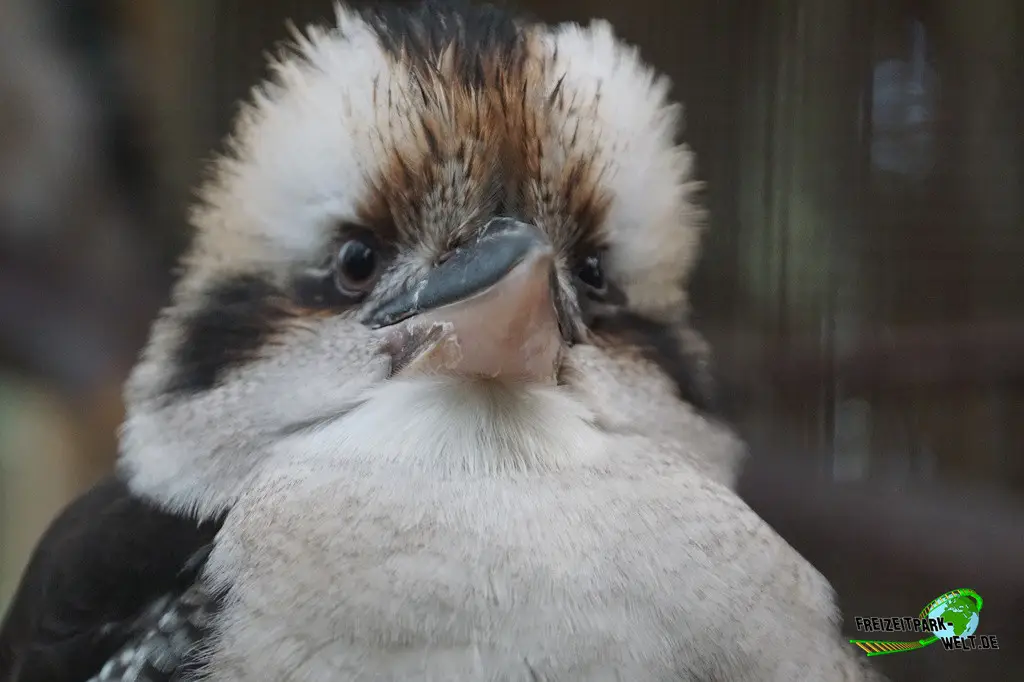 Lachender Hans in Mondo Verde - 2024