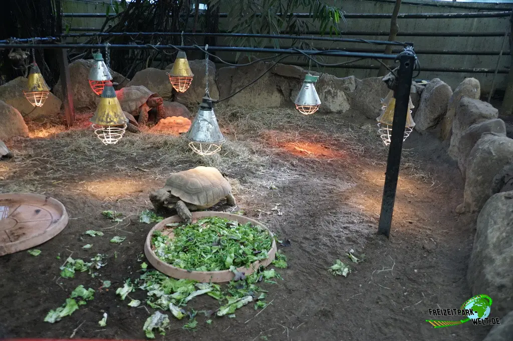 Spornschildkröte in Mondo Verde - 2024