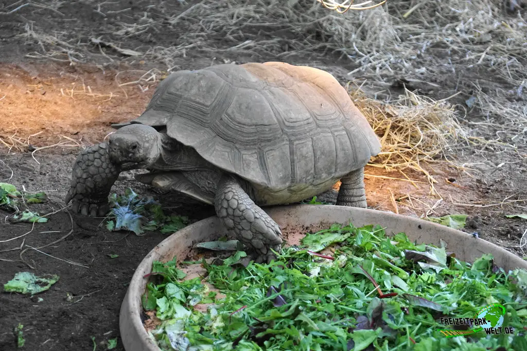 Spornschildkröte in Mondo Verde - 2024