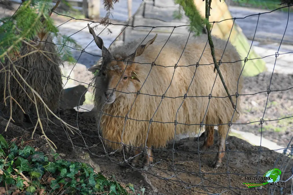 Zackelschaf in Mondo Verde - 2024
