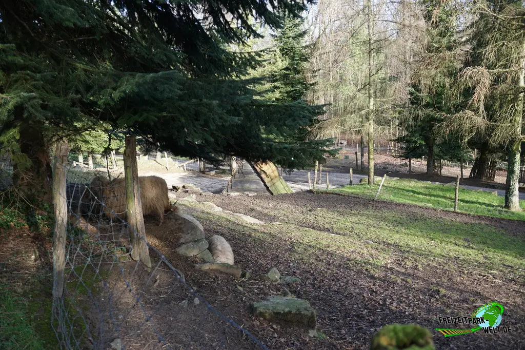 Zackelschaf in Mondo Verde - 2024