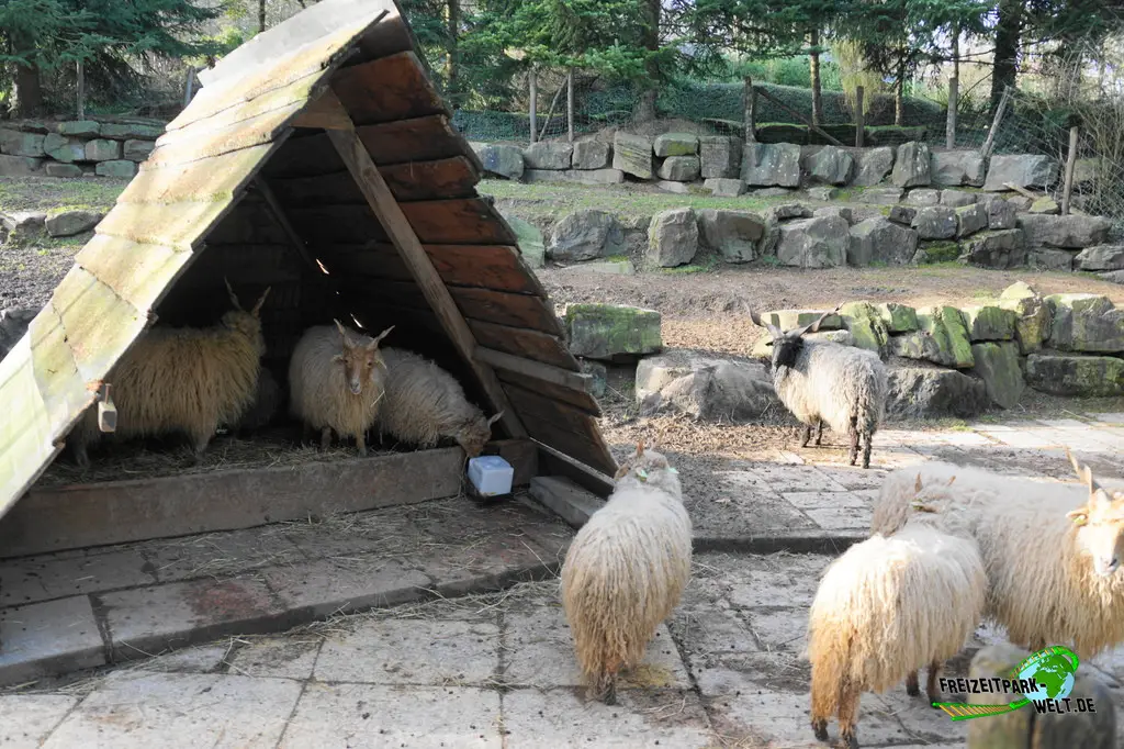 Zackelschaf in Mondo Verde - 2024