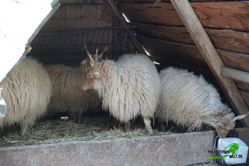 Zackelschaf in Mondo Verde - 2024