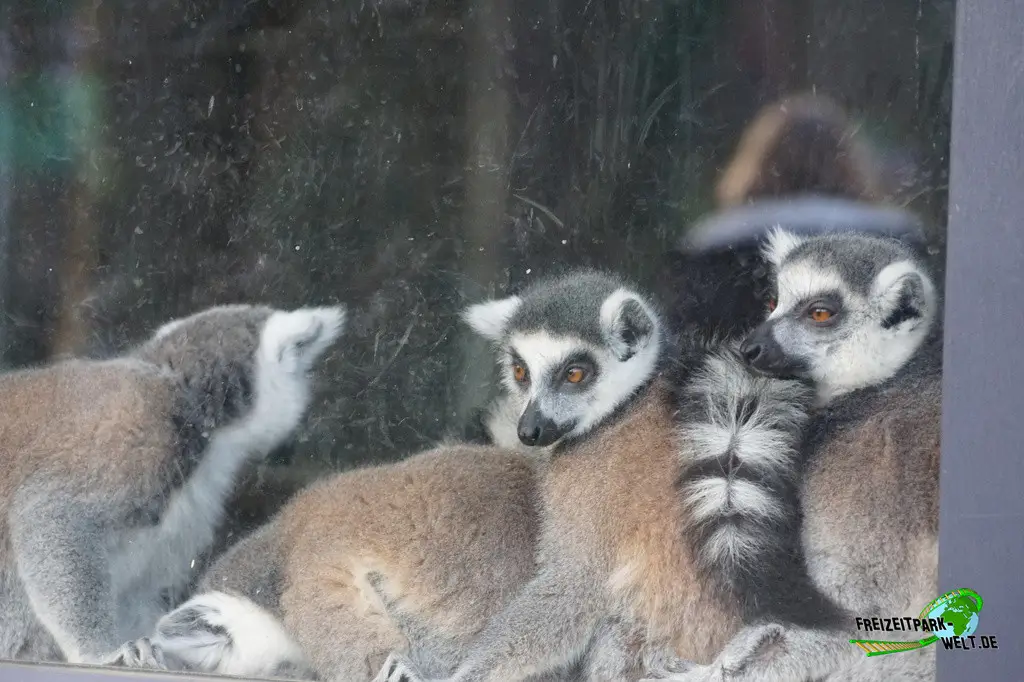 Katta in Mondo Verde - 2024