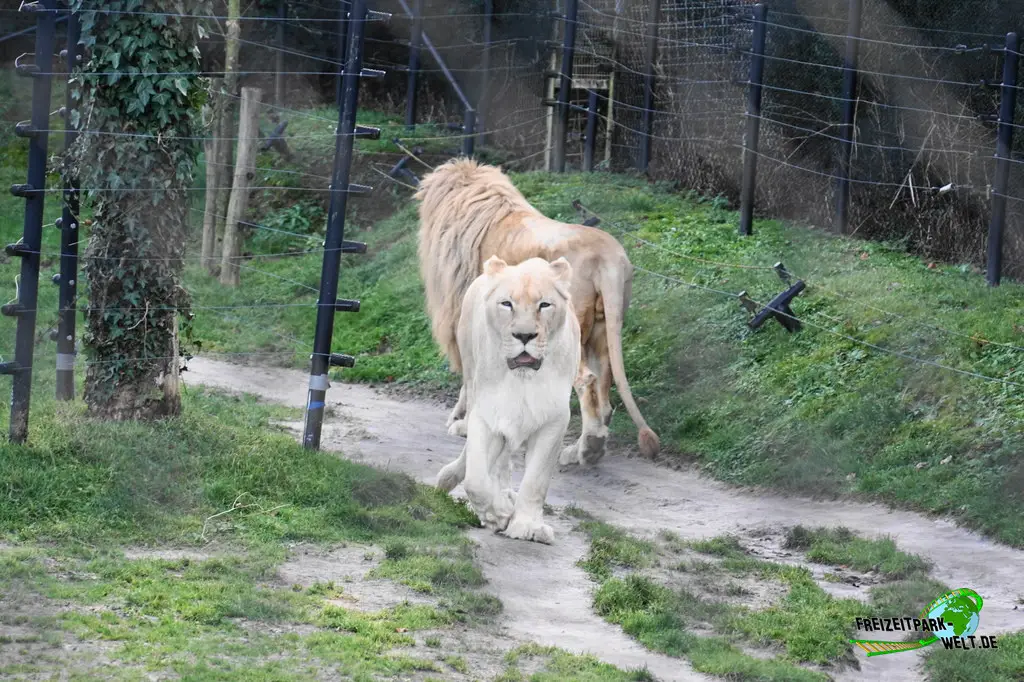 Berberlöwe in Mondo Verde - 2024